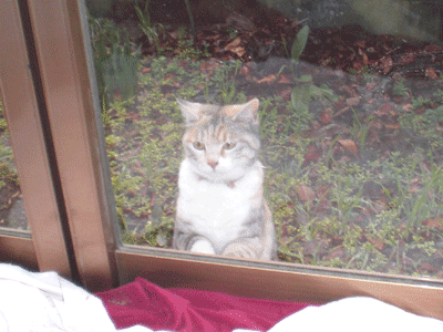 お願い猫なっちゃん 猫のおもてなし お願い猫なっちゃん 猫のおもてなし