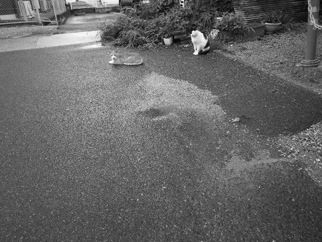 猫は雨上がりの地面でも腹這いでくつろげる 日常観察隊おにみみ君 猫は雨上がりの地面でも腹這いでくつろげる 日常観察隊おにみみ君