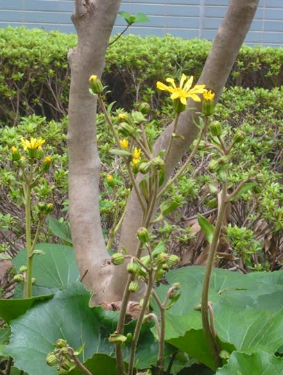 石蕗 ツワブキ カラマツの下の花畑 石蕗 ツワブキ カラマツの下の花畑