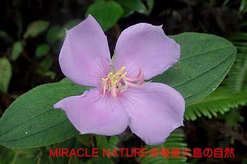 ノボタンの花弁の枚数 Miracle Nature 世界自然遺産の島 奄美大島