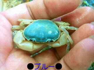 ○色変わりサワガニ! 販売中♪○ - カブト・クワガタの希少種が