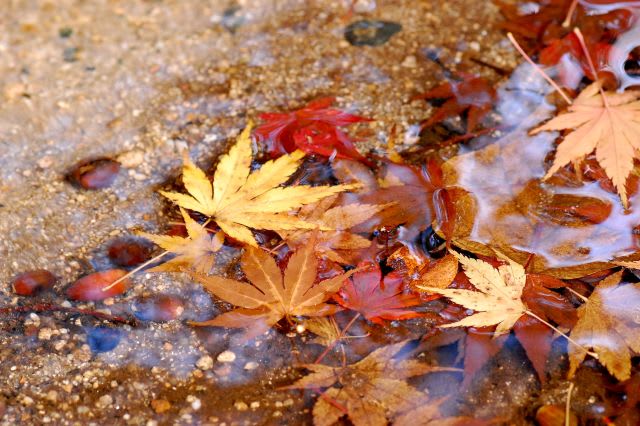 水面の紅葉