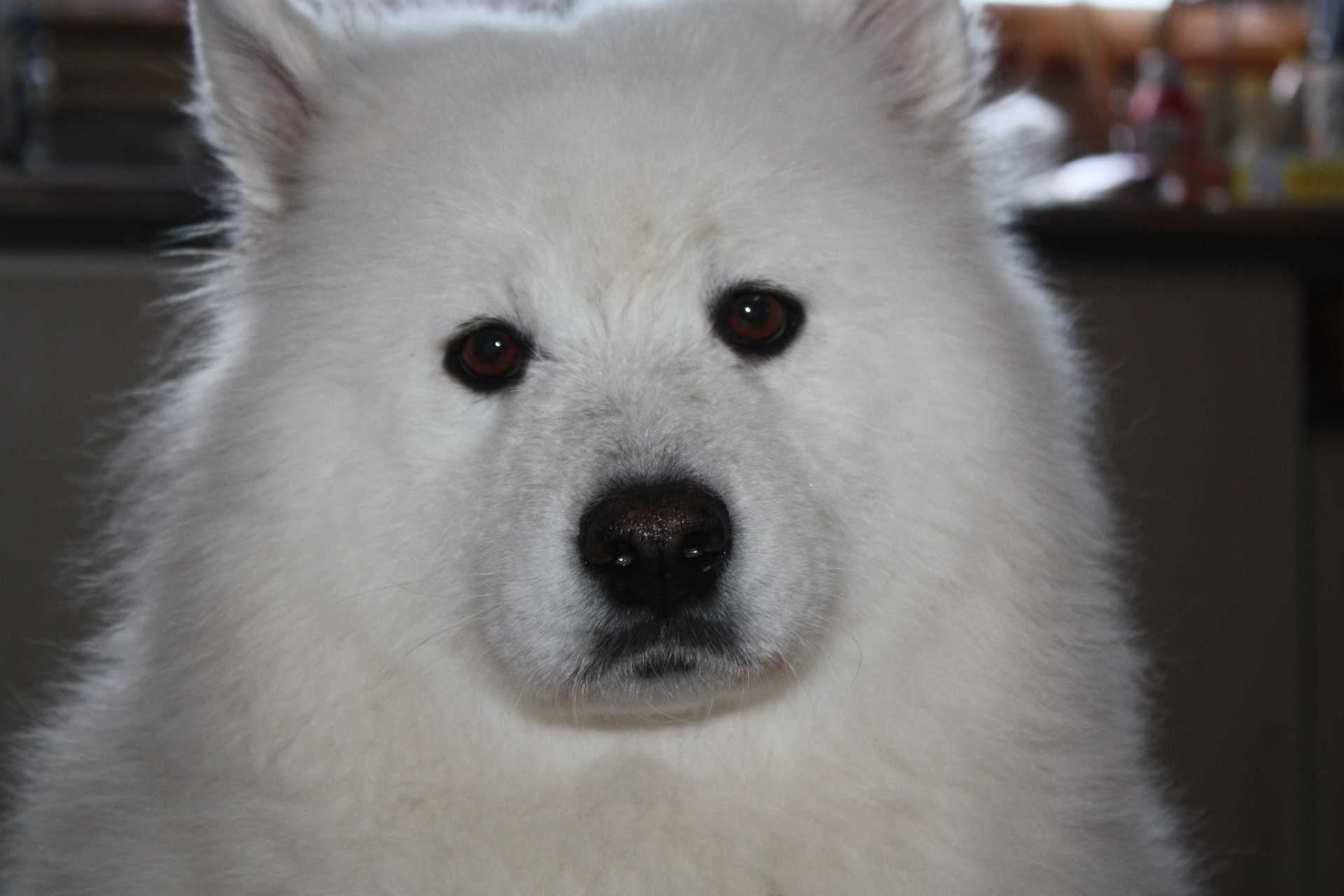 サモエド犬 もも 横浜から北海道の山村に移り住んだ 我が家のつぶやき