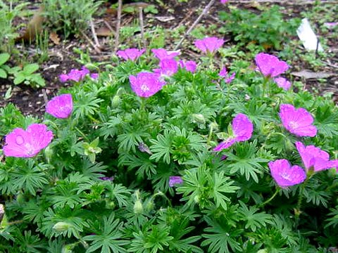 風露草の仲間たち ｇｏｒｏ ｓ 花 ｄｉａｒｙ