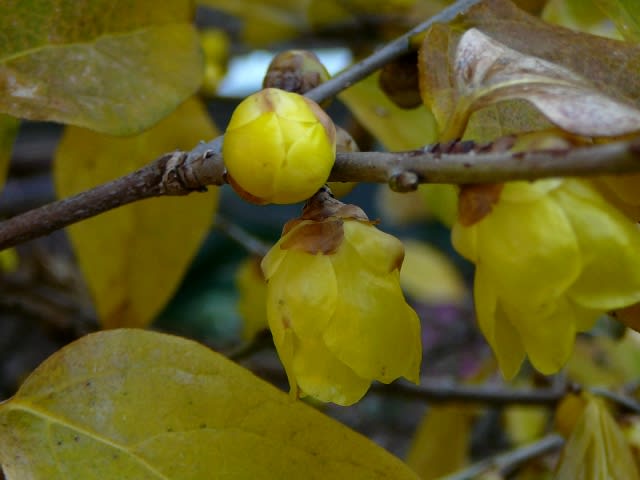 葉っぱか花かの画像