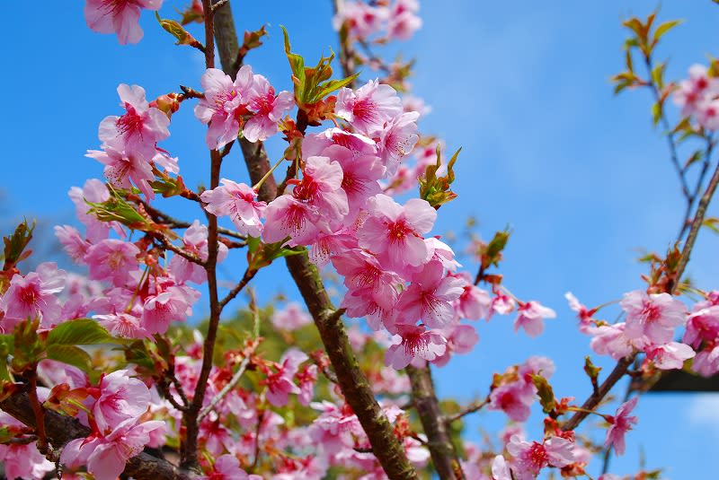 ちょっとピンクの濃い桜 河津桜 が満開だ 毎日更新 日刊 安頓写真ブログ