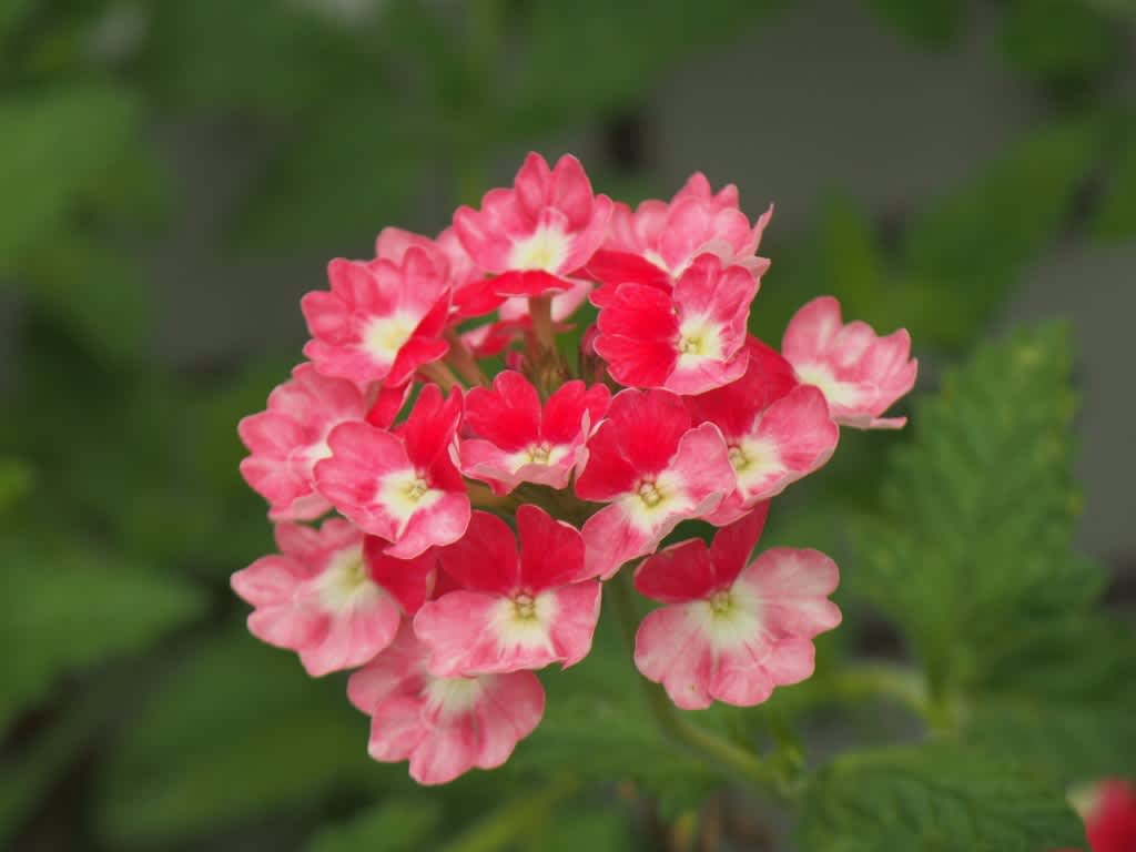 宿根バーベナ ピンクパフェ Atakaの趣味悠久 宿根バーベナ ピンクパフェ Atakaの趣味悠久