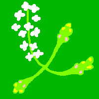 架空の白い花のイラスト