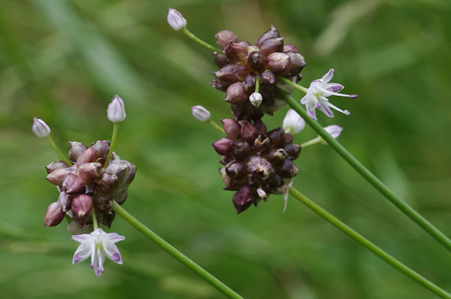 ノビル 野蒜 の花 雲上の楽園通信