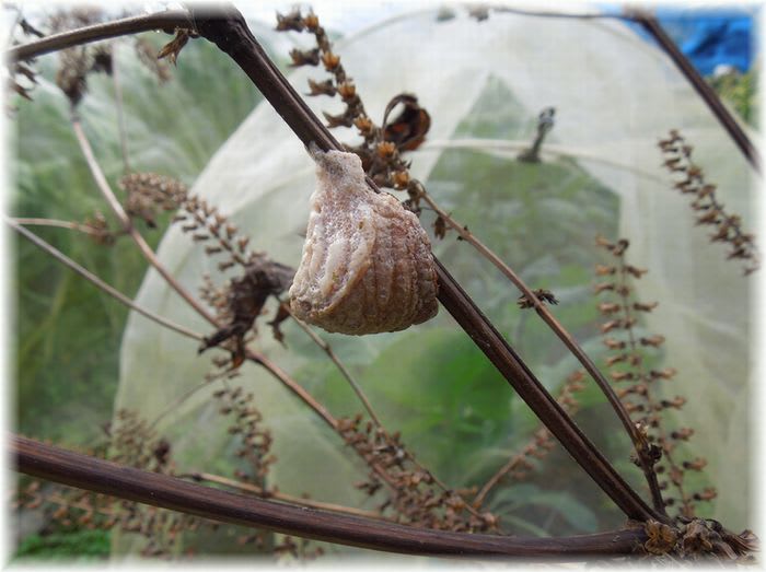カマキリの卵 2012年12月4日