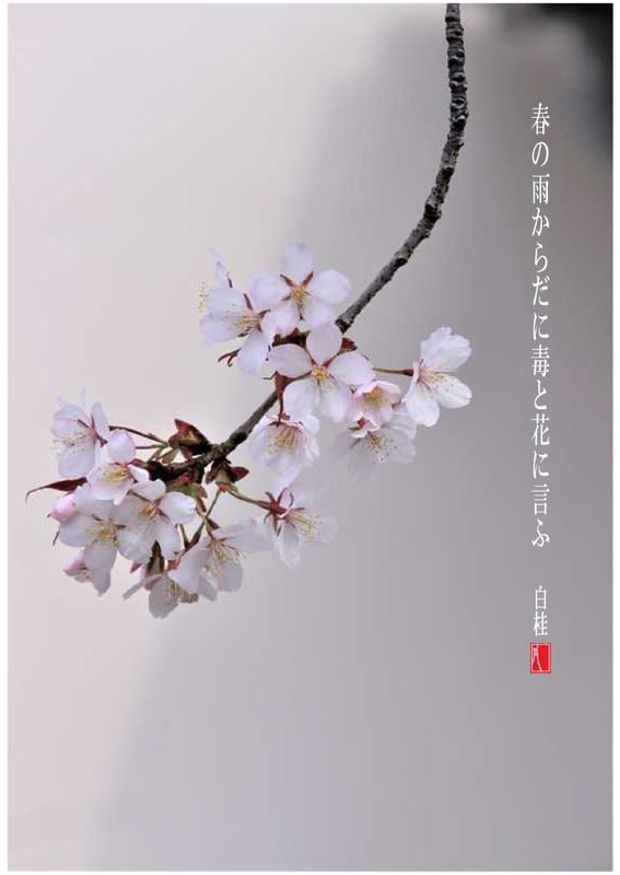 春の雨しとしと 詩と短歌集 Photo Poem 雪割一華 ゆきわりいちげ 春の雨しとしと 詩と短歌集 Photo Poem 雪割一華 ゆきわりいちげ