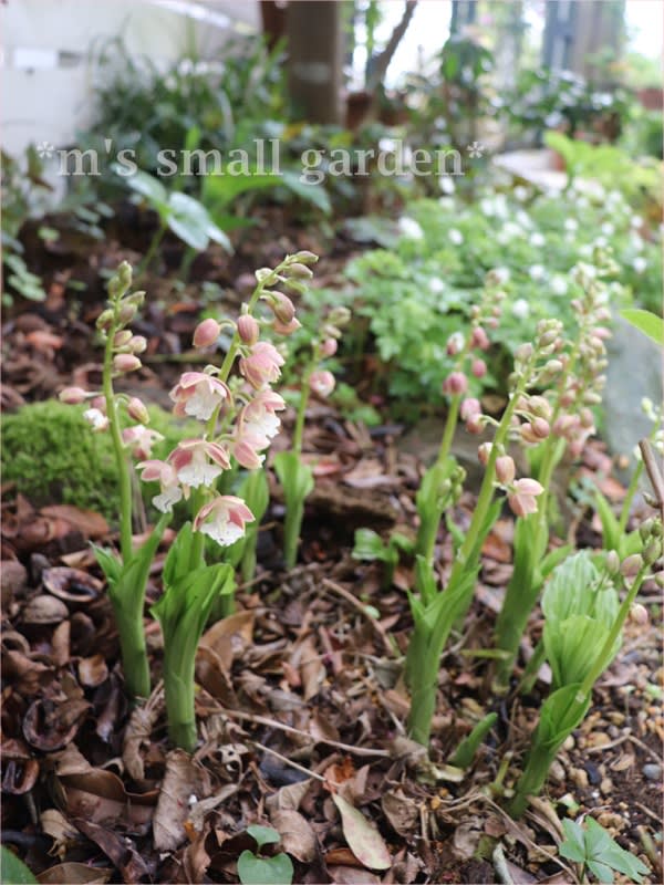 美しいエビネ あらいぐま出現 M S Small Garden Milky Mamaの小さな庭 美しいエビネ あらいぐま出現 M S Small Garden Milky Mamaの小さな庭
