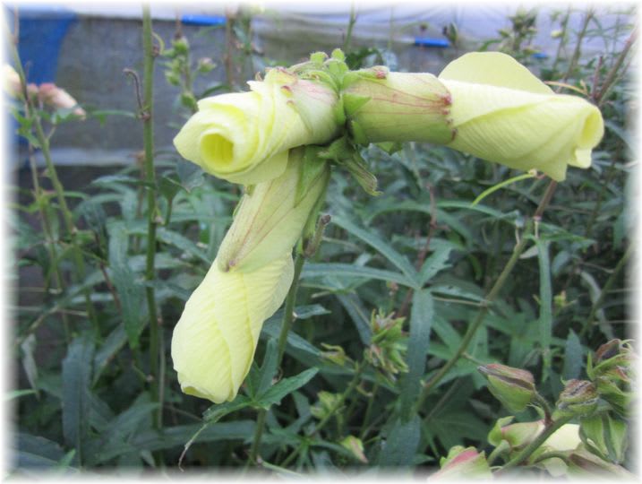 花オクラ 2011年8月8日