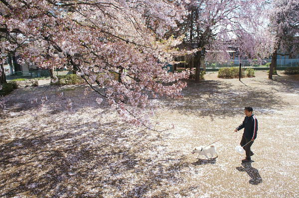 桜の花びらが散る ひとりごと 桜の花びらが散る ひとりごと