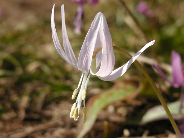 18 西和賀の野面に遅い春 白いカタクリの花も - みちのくの山野草