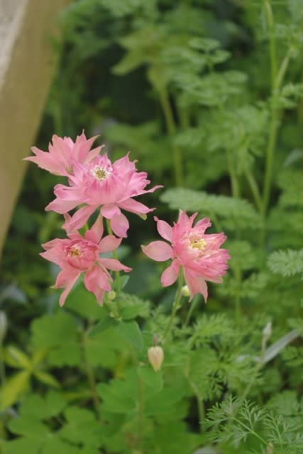 こぼれ種で増えるピンクのお花たち 小さな庭の花日記２
