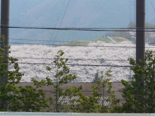 弘法山の桜