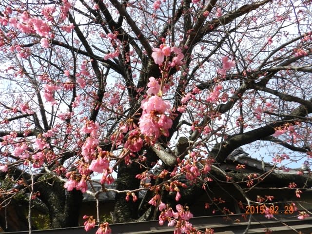 無我苑横の寒緋桜の画像
