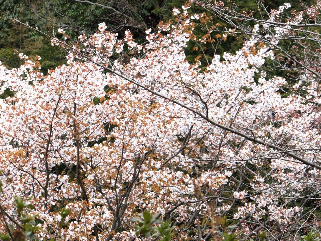 桜満開の二上山を越えて當麻の里へ 帰路は竹之内街道を歩いて万葉の森へ その1 16年3月26日 ダイヤモンドトレイル 紀泉山脈を歩く
