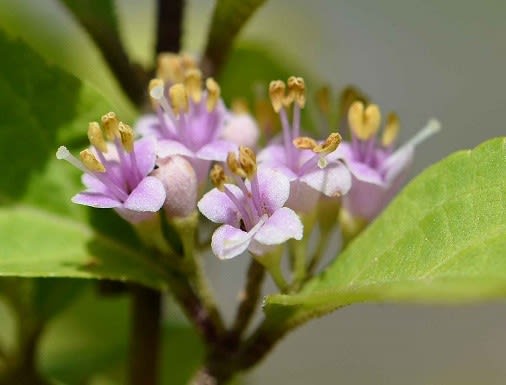 鉢植えの「ムラサキシキブ」（１） 初夏の花 - Koba の庭～春夏秋冬