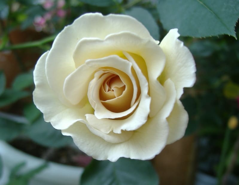 Dscf4204 Dscf4204