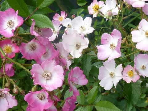 バレリーナ 小さな踊り子たちの群舞 薔薇のかがやき 夕陽のつぶやき 09