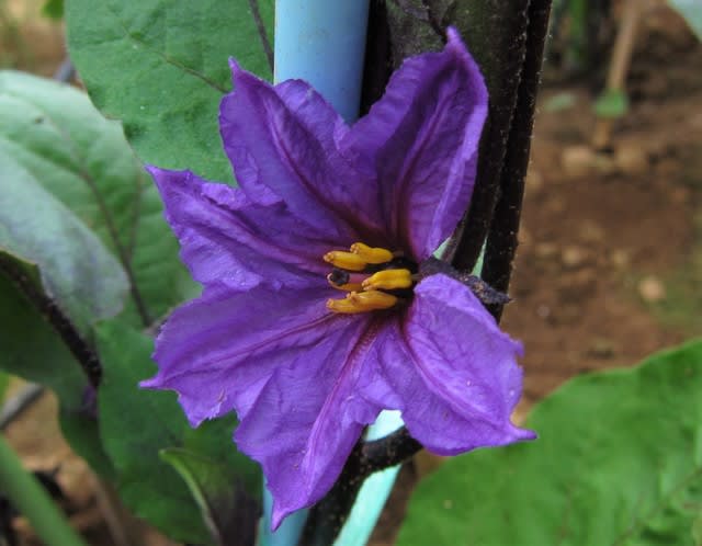 ナス科の野菜の花 顎鬚仙人残日録