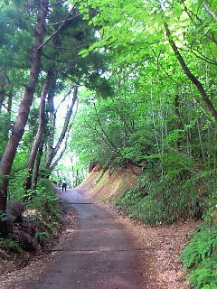 護摩堂山アジサイ園に行ってきました