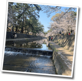 今年の桜 父の介護 一期一会の想いを込めて