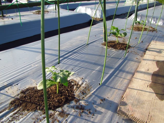 小玉スイカ 空中栽培 の植え付け 大好き 野菜の時間