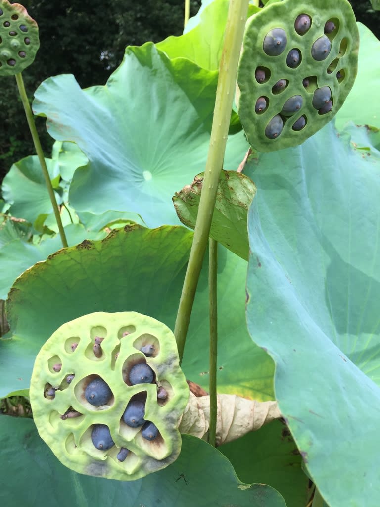 19年8月31日 活動報告 蓮の花が次々と咲いています 大賀ハスのふるさとの会