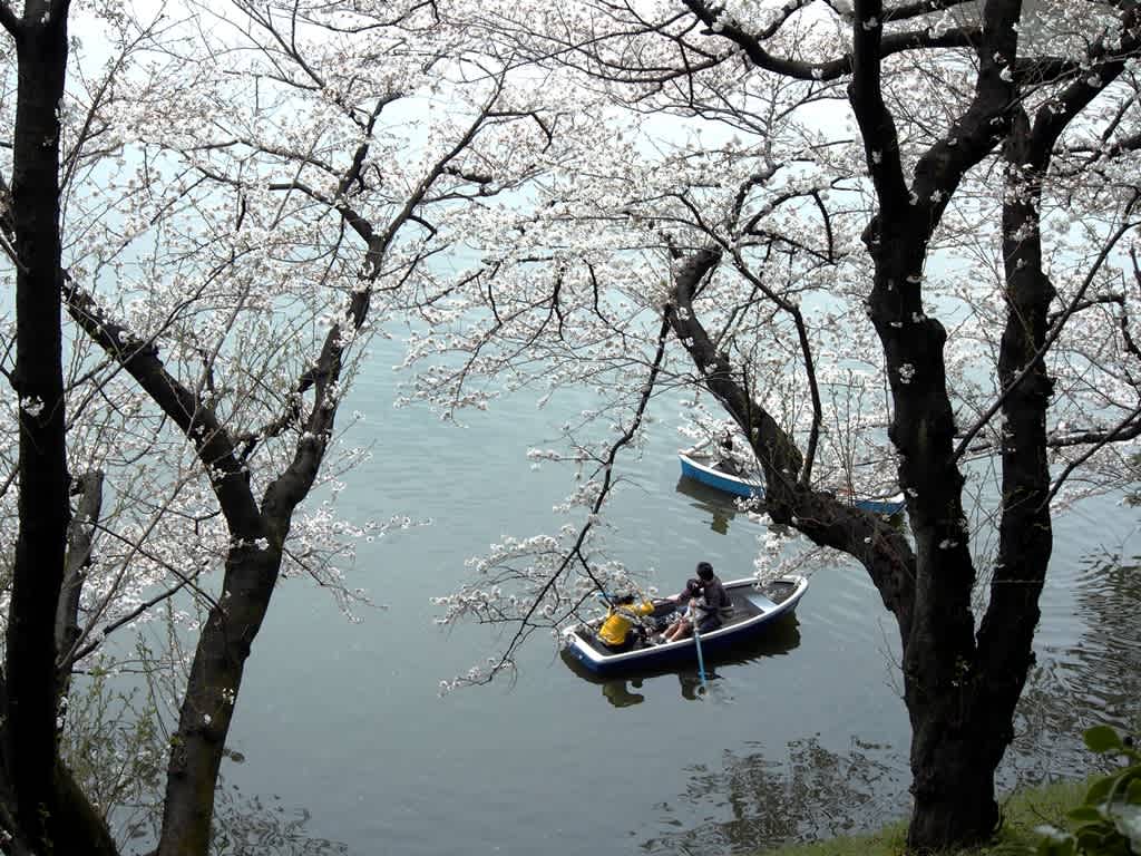 皇居の桜 九段下から国立近代美術館へ 光と影のつづれ織り 皇居の桜 九段下から国立近代美術館へ 光と影のつづれ織り