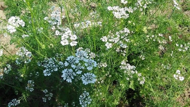 すべての美しい花の画像 エレガントコリアンダー 花