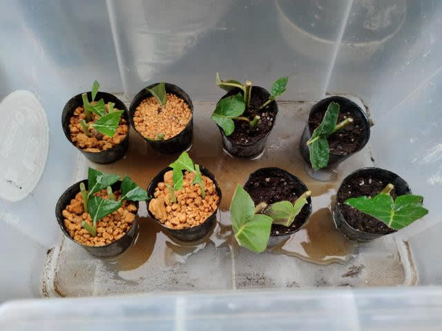 緑枝挿しの季節なので 上州の素人菜園 緑枝挿しの季節なので 上州の素人菜園