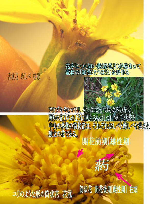 キク科植物の特徴である頭状花序は２つのタイプの多数の小花の集まり 奄美海風荘ブログ