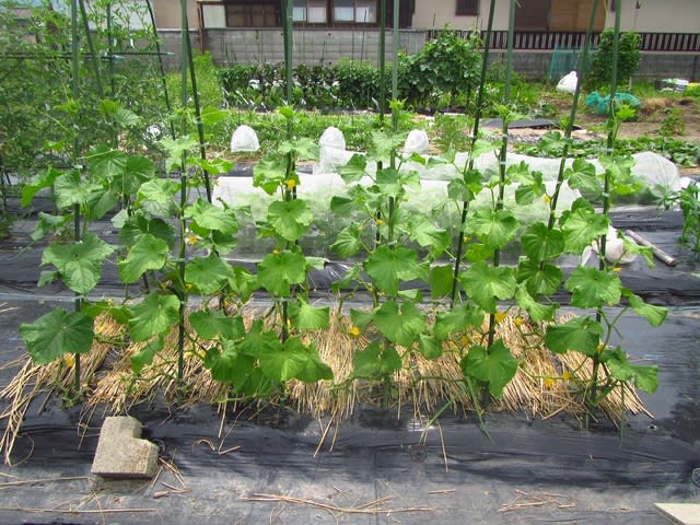 キュウリの蔓おろし 1回目 大好き 野菜の時間 キュウリの蔓おろし 1回目 大好き 野菜の時間