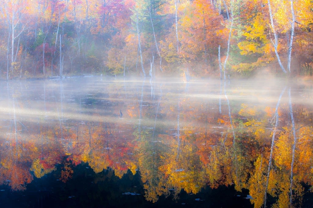 まいめの池/紅葉の写真
