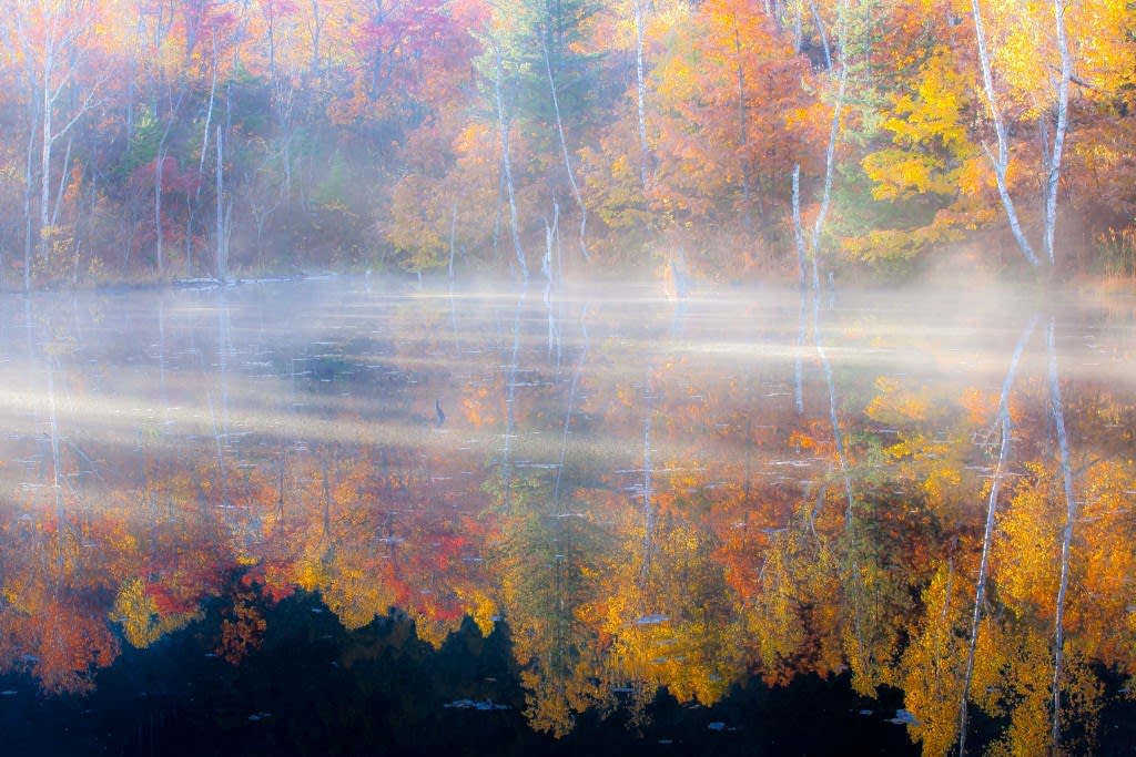 まいめの池／紅葉の写真