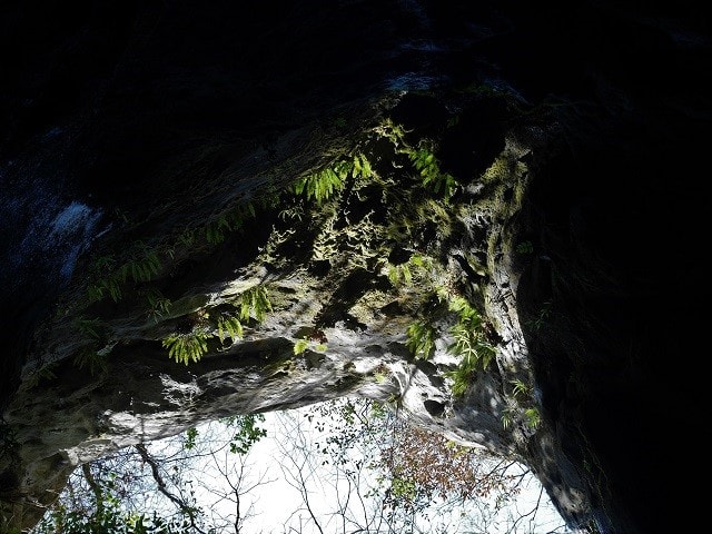 垂直洞窟 うっｔと植物たち