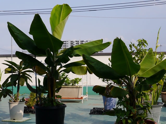三尺バナナ鉢植えは順調 バルコニーで フルーツ栽培記