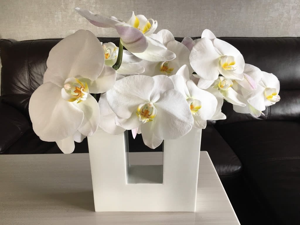 道の駅にて５００円で購入した 胡蝶蘭 の切り花を生ける わたしのまいにち