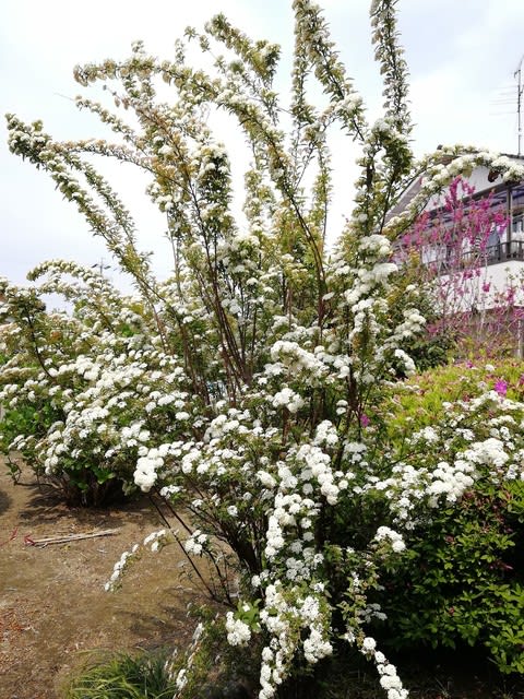 今日の生け花 玄関にコデマリ はなのか