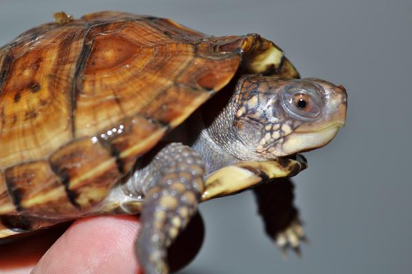 おそらく最後の通販の個体 亀仙人になりたい おそらく最後の通販の個体 亀仙人になりたい