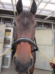 チョコレート って名前の馬 に乗る Many Books 参考文献