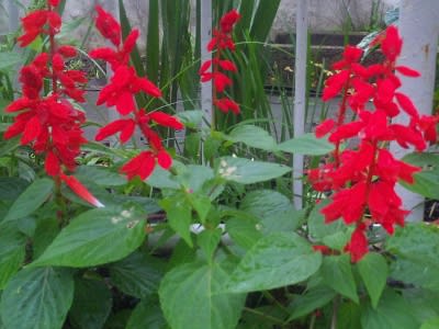 赤いサルビアの花 ｎｉｗａ ｎｉｈａ ｈａｎａ 庭には花