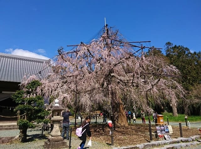 野依の枝垂桜⑦.JPG