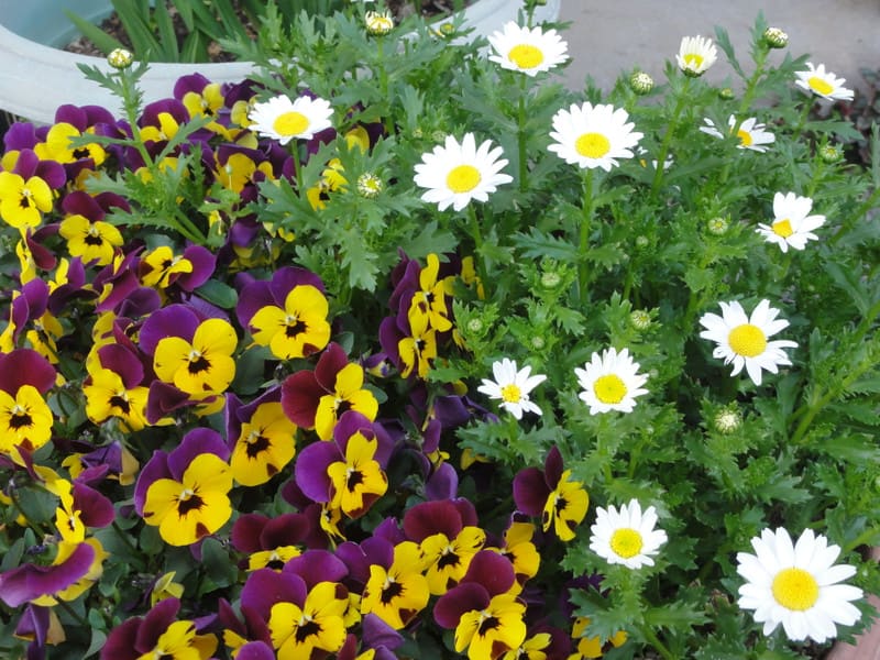 Dsc00552 Dsc00552