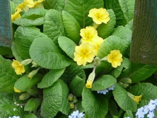 プリムローズの香りに 野の花ガーデンblog