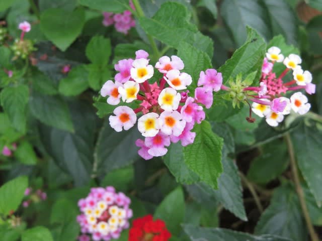 七変化とも呼ばれる色とりどりのランタナ 野の花 庭の花