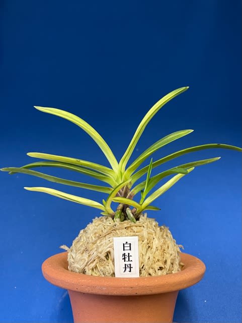 富貴蘭真砂系白牡丹